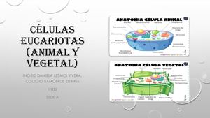 Celulas Eucariotas (1) (1)