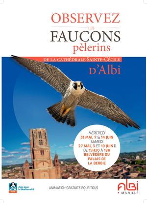Guide Des Faucons Pélerins