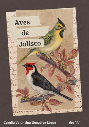 Catálogo De Aves
