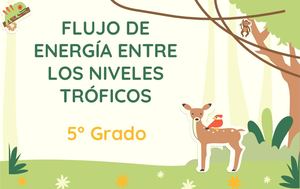 Flujo De Energía Entre Los Niveles Tróficos