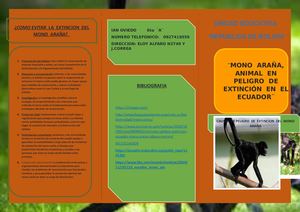 Mono Araña En Peligro De Extincion