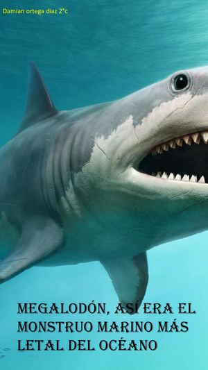 Megalodon 2°c Kookokok