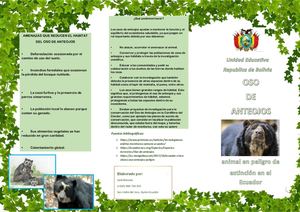 Triptico Del Oso De Anteojos animal en peligro de extincion