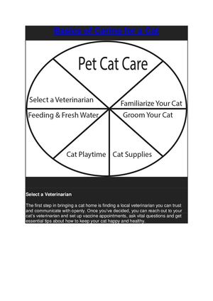 Basics Of Caring For A Cat
