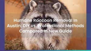 Humane Raccoon Removal In Austin: DIY vs. Professional Methods Compared In New Guide