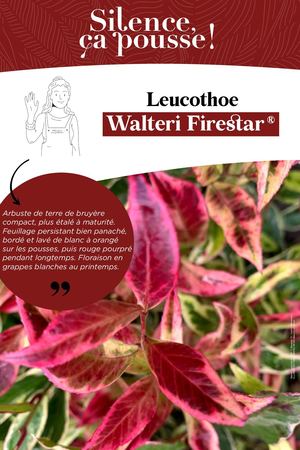 PLV Nouveauté - Leucothoe Firestar