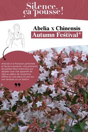 PLV Nouveauté - Abelia Autumn Festival