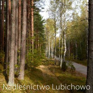 Nadleśnictwo Lubichowo