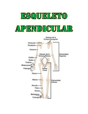 EL ESQUELETO APENDICULAR