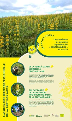 Exposition Gentiana Lutea