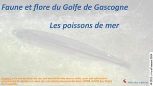 Faune et flore du Sud du Golfe de Gascogne - Poissons de mer /CPIE Littoral basque