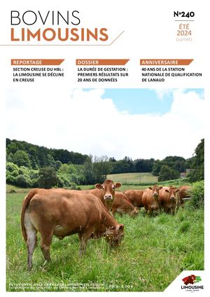 Bovins Limousins 240 / Extrait