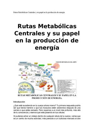 Rutas Metabólicas Centrales Y Su Papel En La Producción De Energía
