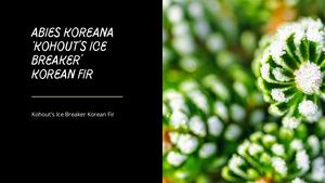 Abies Koreana ‘Kohout’s Ice Breaker’korean Fir