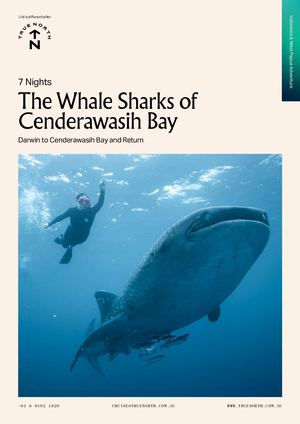 The Whale Sharks of Cenderawasih Bay