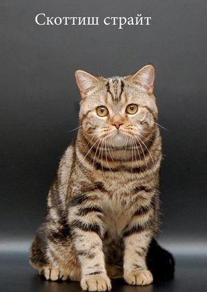 Скоттиш страйт