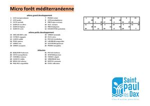 Plan arbres : composition micro forêt