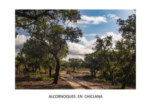 Alcornoques En Chiclana
