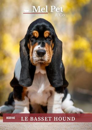 Magazine #38 - BASSET HOUND