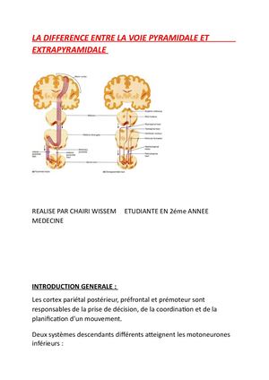 La Difference Entre La Voie Pyramidale Et Extrapyramidale