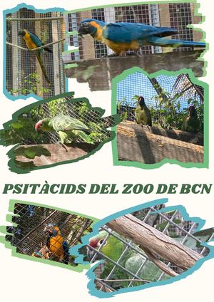 Psitàcids Del Zoo De Bcn