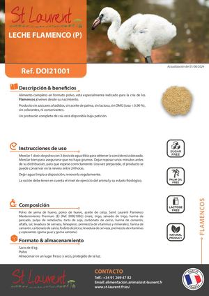 DOI21001 - Saint Laurent Leche Flamenco (P) SP