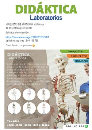 Maquetas De Anatomia Humana 2