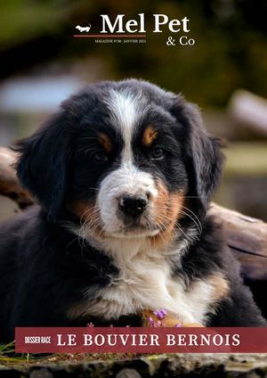 Magazine #30 - Bouvier Bernois