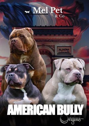 MAGAZINE #33 - AMERICAN BULLY ORIGINS