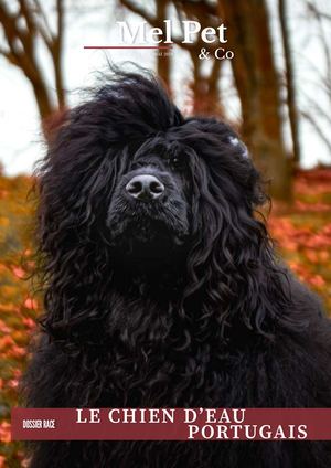 MAGAZINE #34 - CHIEN D'EAU PORTUGAIS