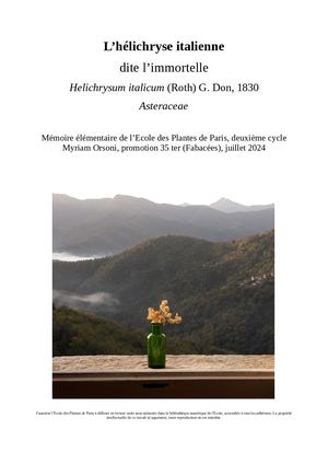 Helichryse Italienne Myriam Orsoni 2024