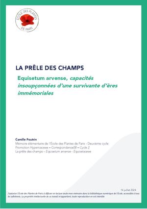 Prêle Des Champs C Poutrin 2024