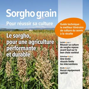 Sd P 2025 Reussir Sorgho Grain