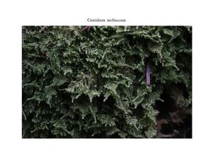 Les bryophytes à Besain