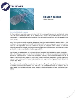Revista Tiburon Ballena