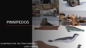 Pinnípedos Exposición