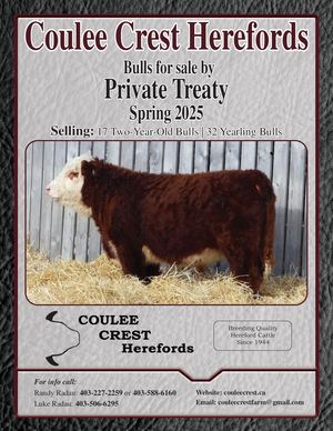 Coulee Crest Bull Offering 2025