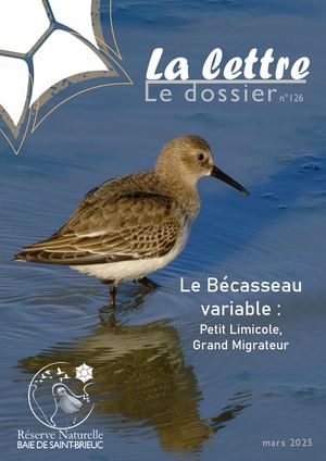 Le bécasseau variable