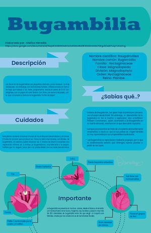 Infografia Bugambilia