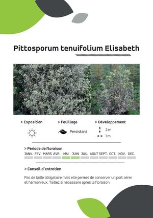 Pittosporum Tenuifolium Elisabeth
