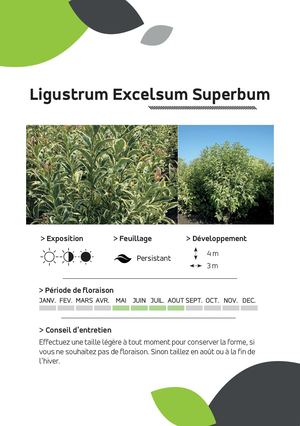 Ligustrum Excelsum Superbum