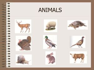 Animals