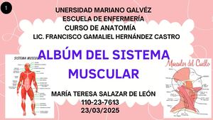 Albúm de los Músculos