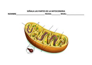 Señala Las Partes De La Mitocondria
