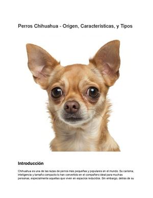 Perros Chihuahua Origen, Caracteristicas, Y Tipos (1)