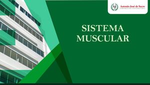 Sistema Muscular
