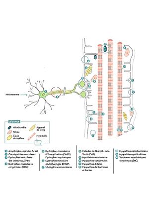 Service Neuro Myologie Neurone