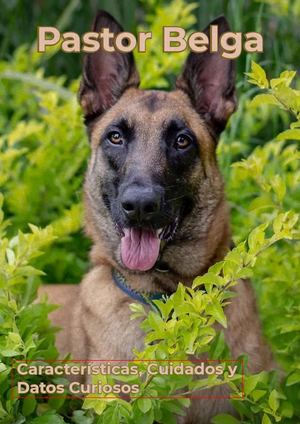 Pastor Belga: Inteligencia, energía y lealtad en un solo perro