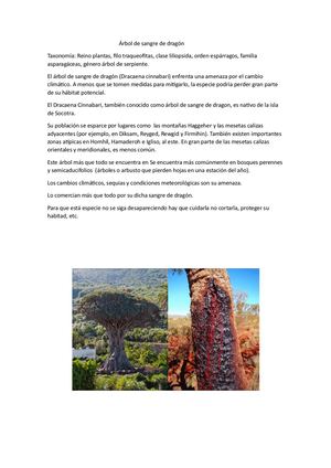 ÁRbol De Sangre De Dragón