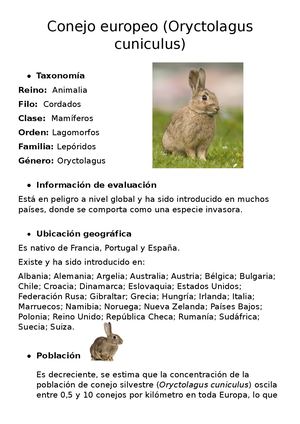 Conejo Europeo (Oryctolagus cuniculus)